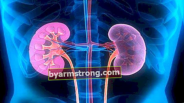 腎臓とは何ですか？腎臓は体のどこにあり、その特徴は何ですか？
