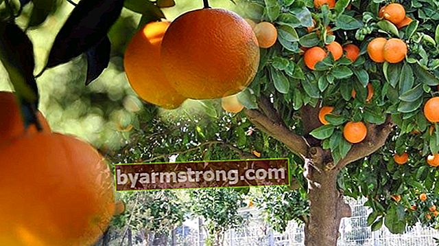 오렌지 나무 속성은 무엇이며 어떻게 재배됩니까?