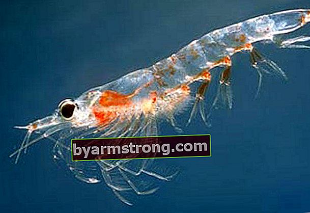 Benefici dell'olio di krill