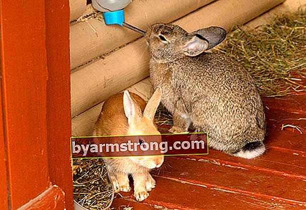 Perawatan kelinci dan pelatihan toilet