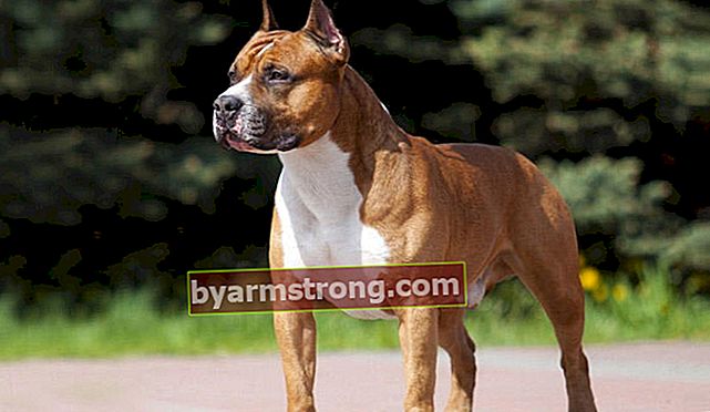 Apa Sifat Anjing Amstaff? Informasi Tentang Puppy American Staffordshire Terrier Breed