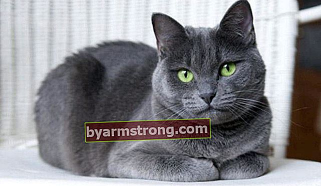 ลักษณะแมวรัสเซียสีน้ำเงินคืออะไร? วิธีดูแลลูกสุนัข Russian Blue Cat