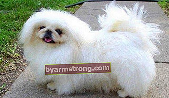Apa ciri-ciri Anjing Peking? Informasi tentang Trah Anjing Hias Pekingese Puppy