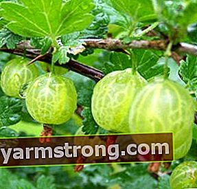 Benefici dell'uva spina