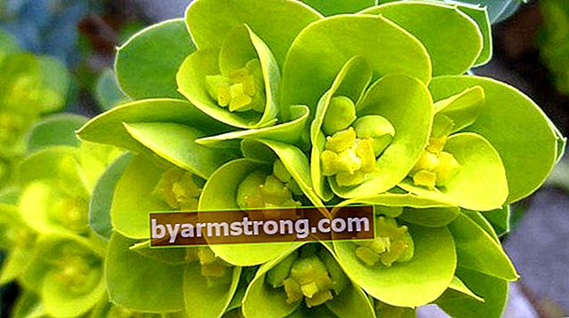 Euphorbia 허브의 이점은 무엇입니까? Euphorbia 허브는 어디에 사용됩니까?