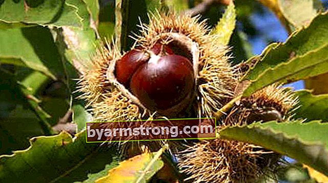 Apakah Ciri-ciri Pokok Chestnut? Bagaimana ia ditanam?