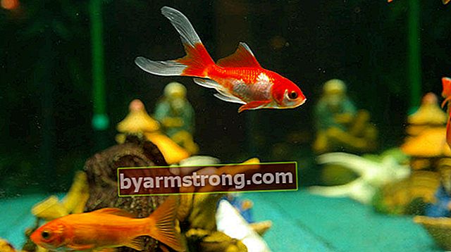 Cosa fare affinché il pesce rosso viva più a lungo?