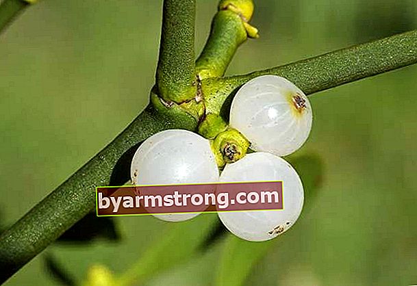 Manfaat mistletoe
