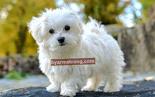 Quali sono i tratti del cane maltese? Informazioni sulla razza Puppy Maltese Terrier (Maltiz)