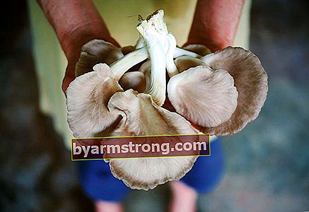 Apa itu jamur tiram, bagaimana cara tumbuhnya?