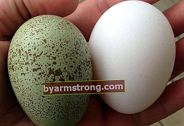 Quali sono i vantaggi delle uova verde blu?