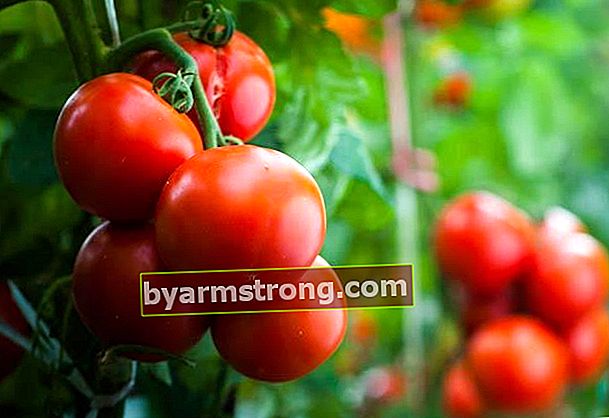 Bagaimana menanam tomato dalam periuk?